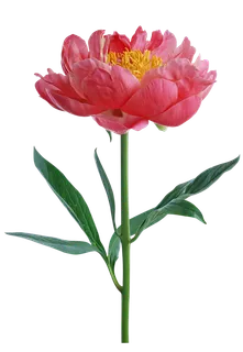 粉红色花朵黄色花蕊素材免扣 粉红色花朵黄色花蕊素材免扣