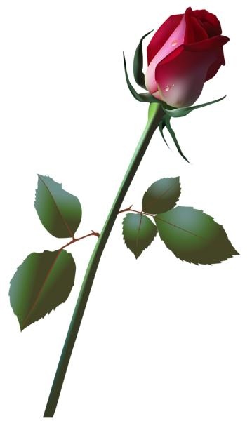 玫瑰 PNG免抠(359x600)
