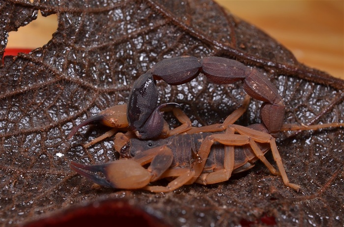 在叶子上的毒蝎子