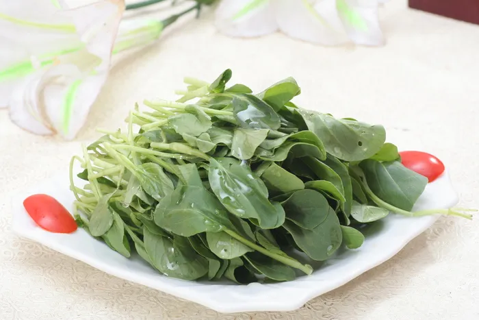 鸡毛菜摄影 