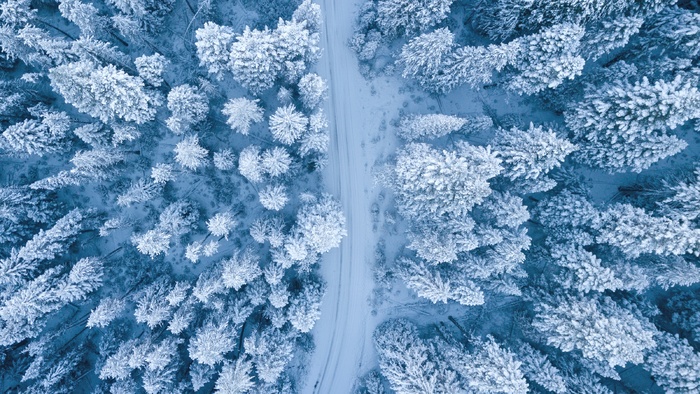 冬天白雪林木背景风景