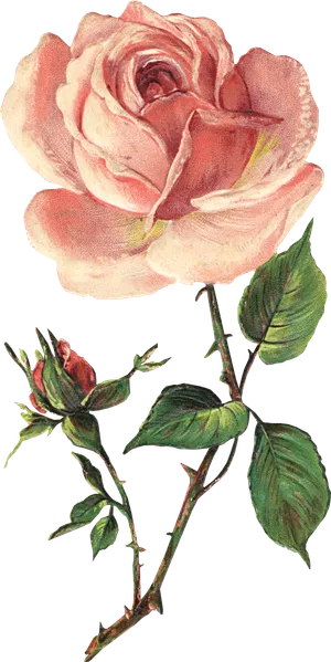 古典花卉png免扣素材 古典花卉png免扣素材