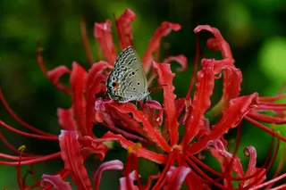 蝴蝶彼岸花图片