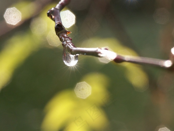 树枝上的水滴晶莹降落