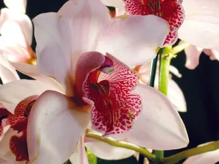 高清鲜花素材图片下载