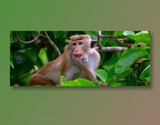 猴子树上吃果子