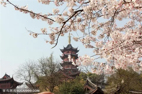 盛开的樱花高清图片 盛开的樱花高清图片