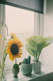 黄色向日葵摄影素材