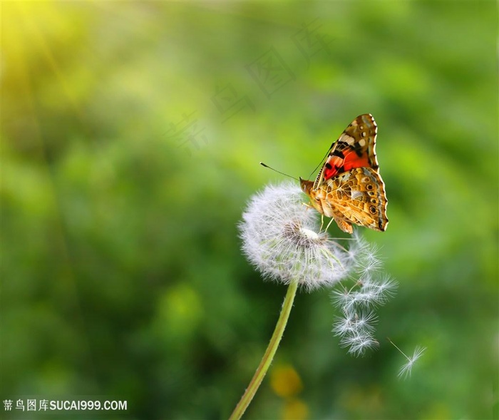 蒲公英上的昆虫蝴蝶图片