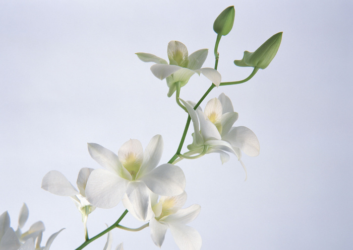 群芳几朵白花
