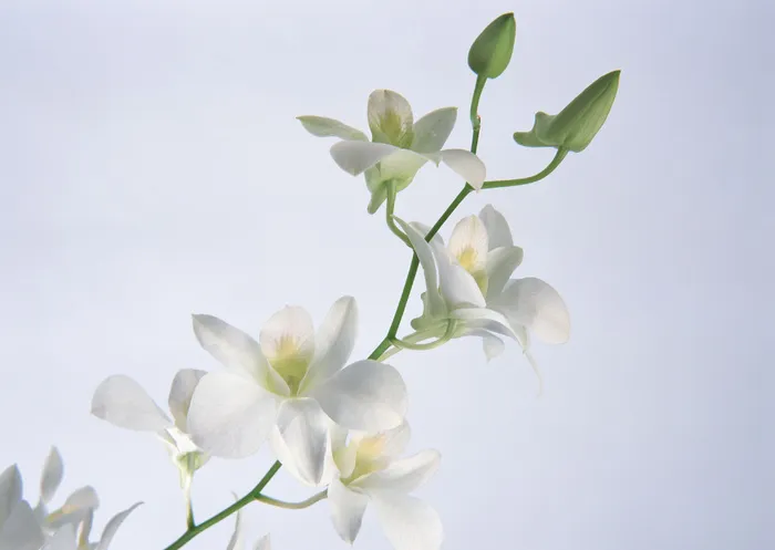 群芳几朵白花