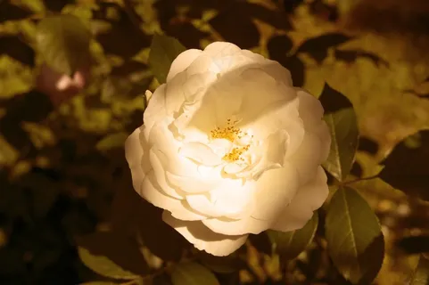 白色月季花花朵图片 白色月季花花朵图片