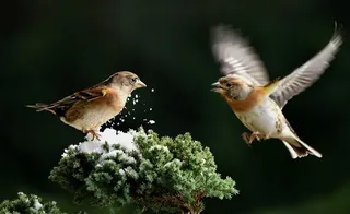 在嬉戏的两只小鸟