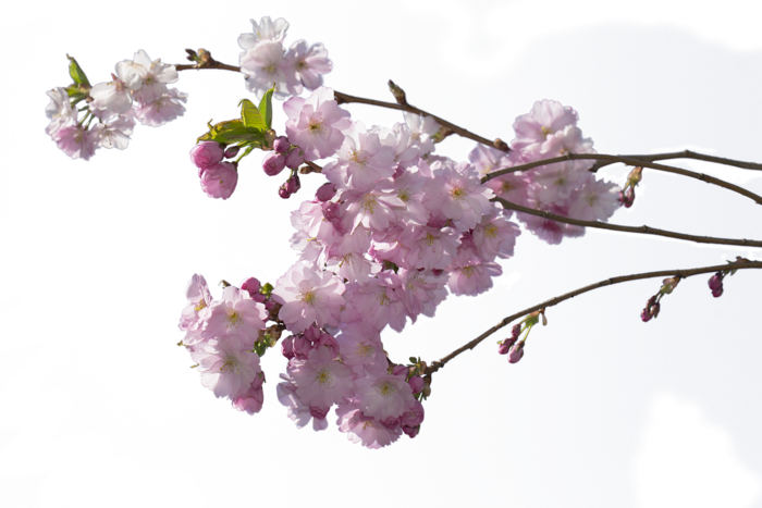 樱桃 花 木头 粉色的 日本樱花的树 透明的
