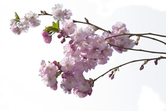 樱桃 花 木头 粉色的 日本樱花的树 透明的