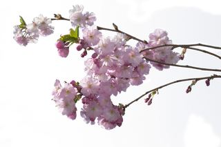 樱桃 花 木头 粉色的 日本樱花的树 透明的