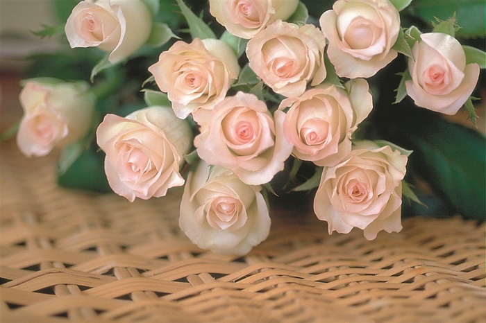 玫瑰花摄影图片