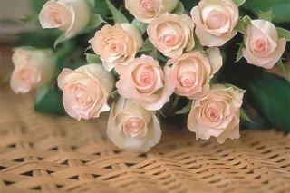 玫瑰花摄影图片