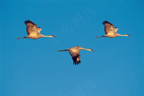 蓝色天空飞翔的大雁图片 蓝色天空飞翔的大雁图片