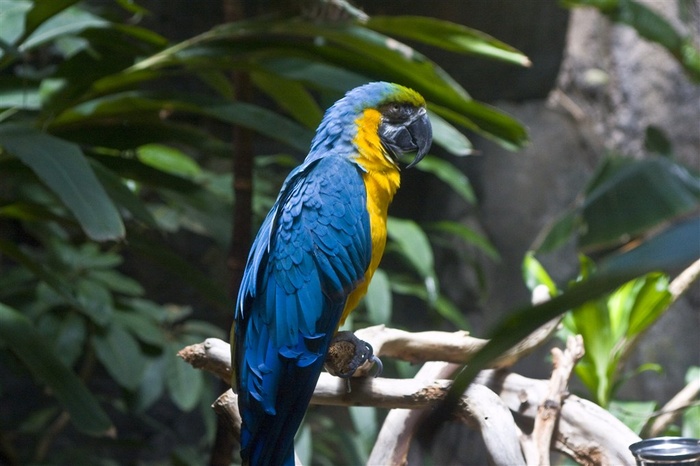 鹦鹉小鸟图片素材