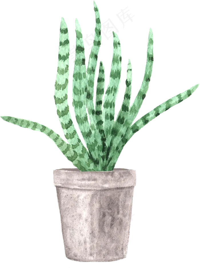 水彩插画-植物21