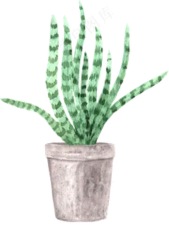 水彩插画-植物21