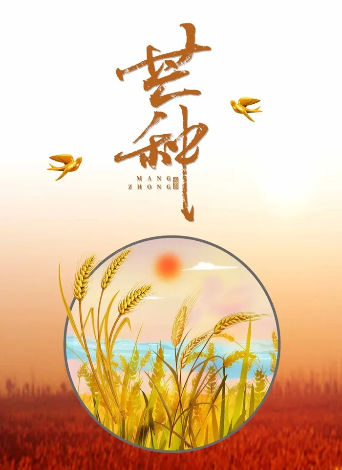 芒种 芒种海报psd模版下载