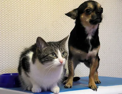 小猫小狗宠物图片 小猫小狗宠物图片