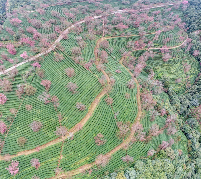 南涧无量山茶园