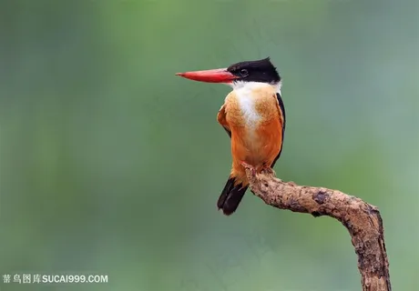 树枝尖蓝翡翠鸟类图片