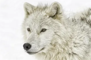 眺望远方的狼图片