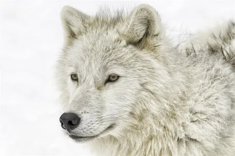 眺望远方的狼图片 眺望远方的狼图片