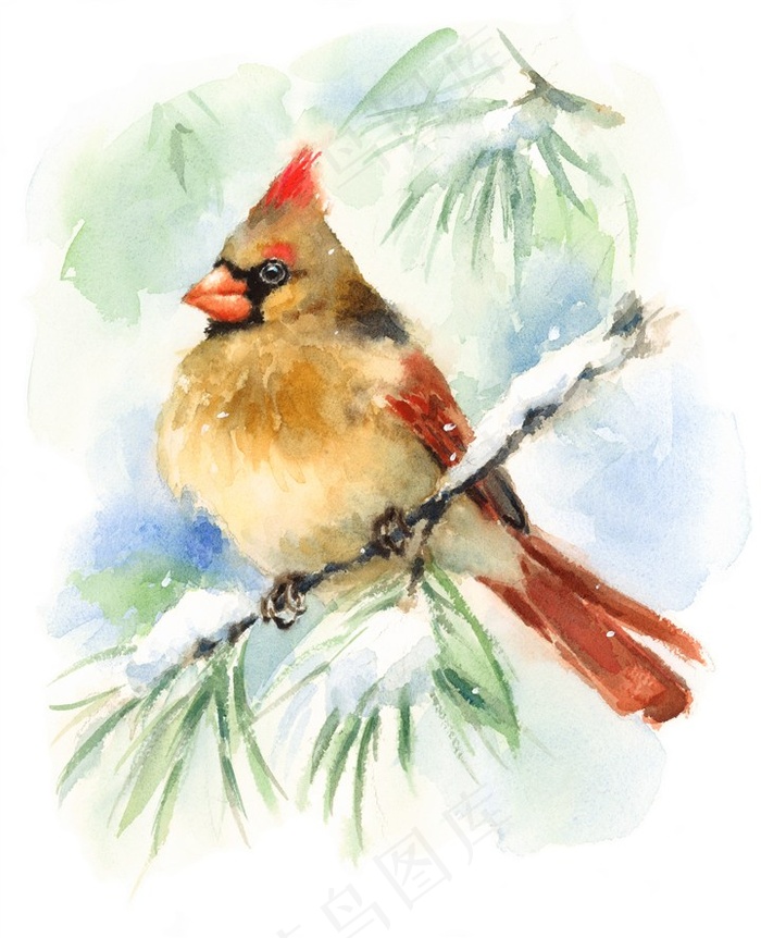 水彩手绘冬季小鸟插画高清图片