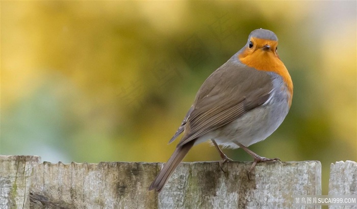 一只知更鸟图片
