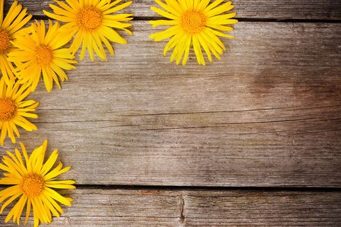 菊花木地板图片