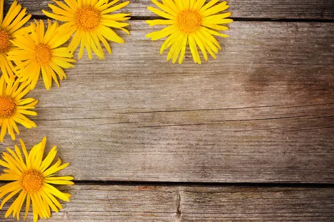 菊花木地板图片