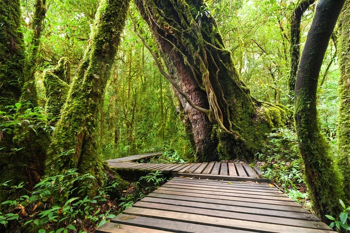 原始丛林风景高清图片