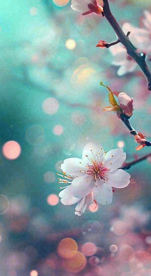 绚丽浪漫粉白色樱花花朵，惊蛰立春摄影图