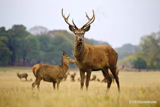 野生麋鹿摄影图片