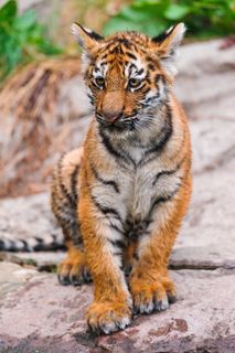 小老虎专注眼神图片下载 小老虎专注眼神图片下载