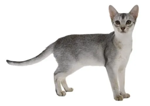 小猫 PNG免抠(2021x1428)