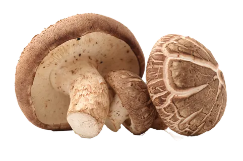 香菇 (2)超市商品白底图免抠实物摄影png格式图片透明底