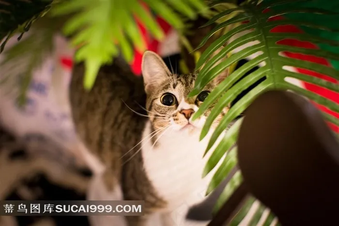 在绿叶下的小猫