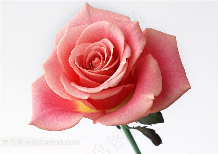 粉色玫瑰花素材
