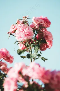 淡粉色蔷薇花图片 淡粉色蔷薇花图片