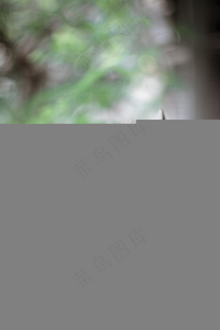 高清抬头看上面的猫咪图片