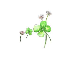 绿色小清新四叶草鲜花插画插图海报背景图片素材