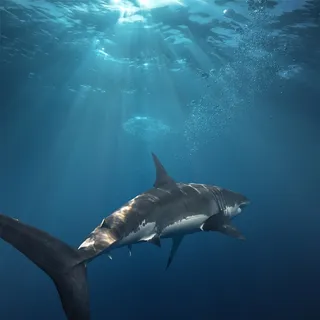 海底鲨鱼动物摄影图