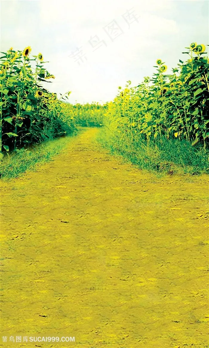 儿童背景草地道路向日葵