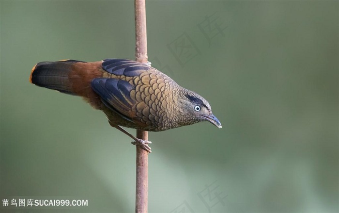 高清树干上蓝翅希鹛鸟类图片